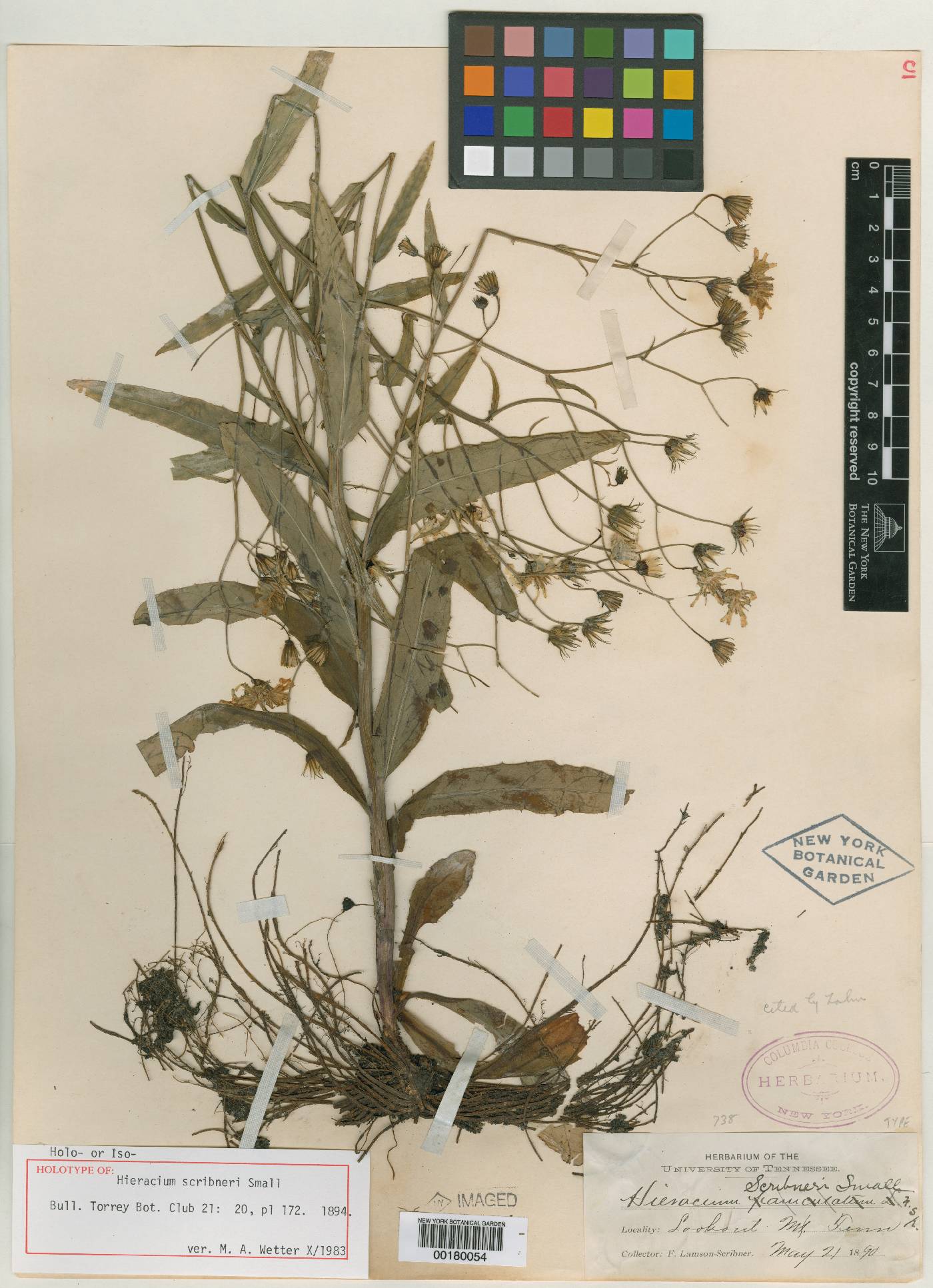 Hieracium scribneri image