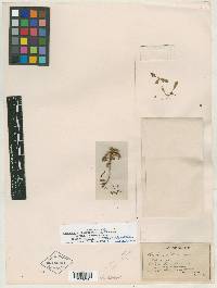 Oenothera nitida image