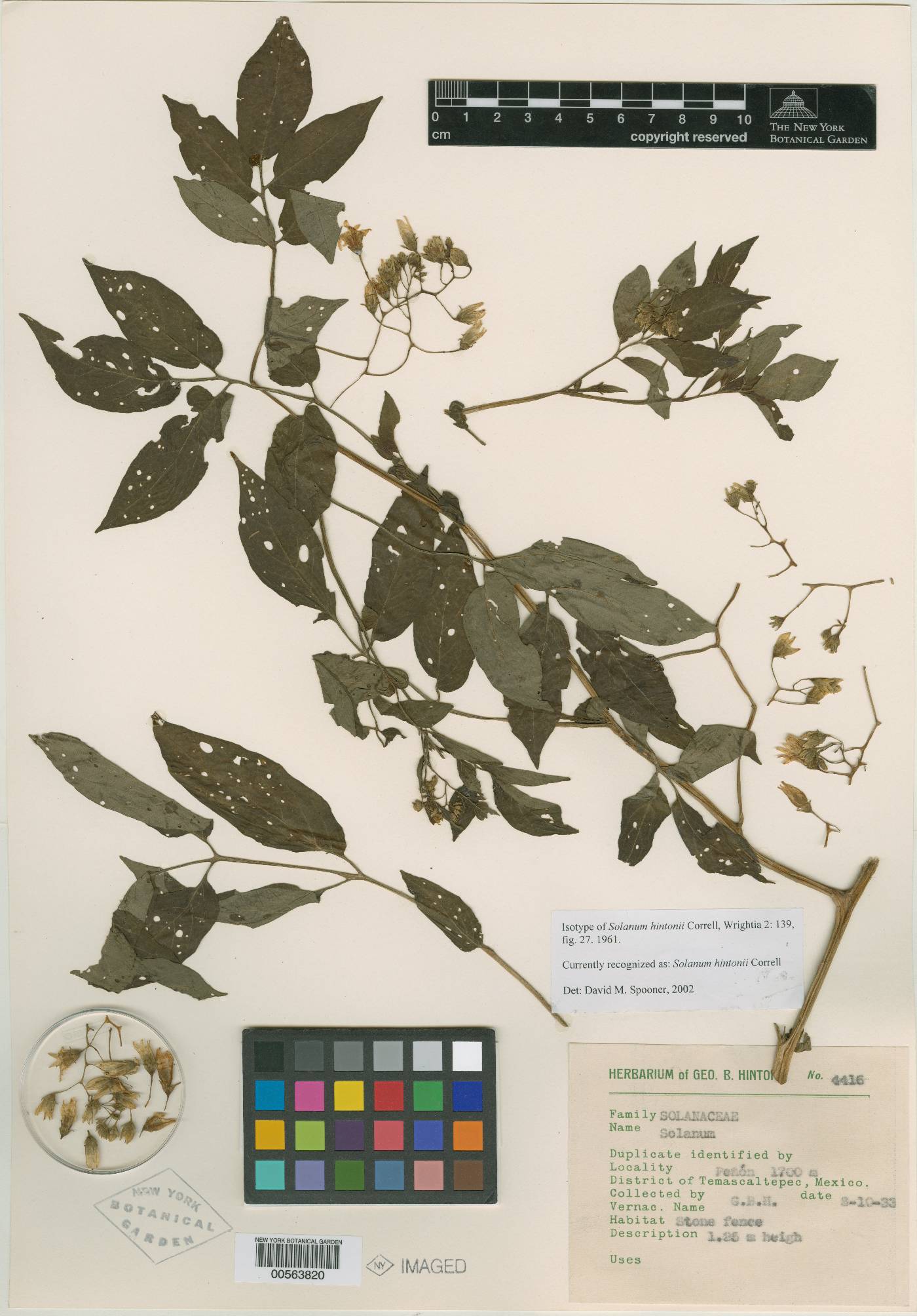 Solanum hintonii image