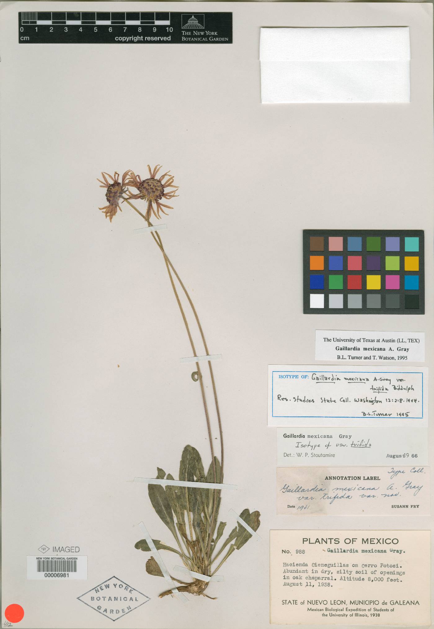 Gaillardia mexicana image