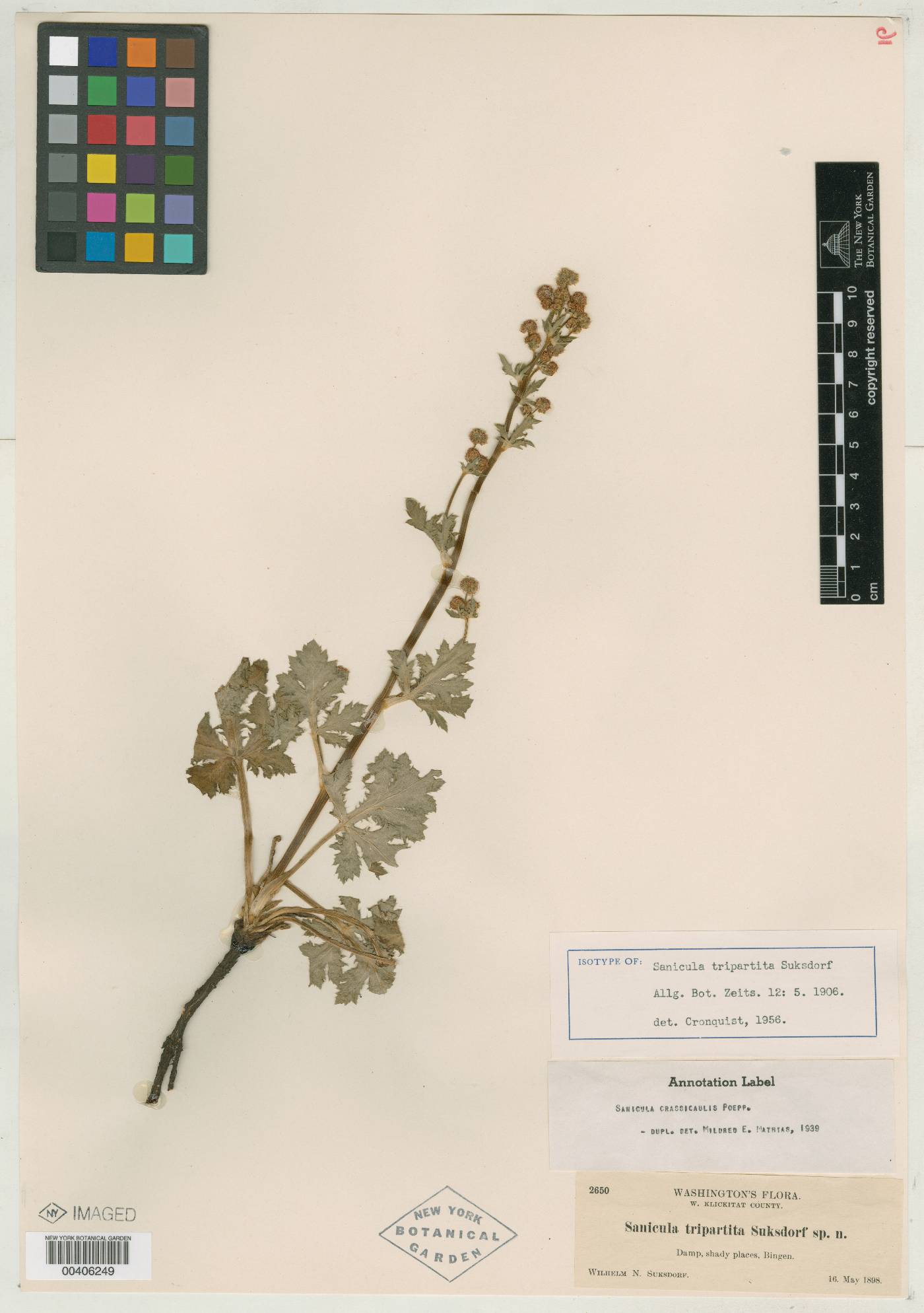 Sanicula tripartita image