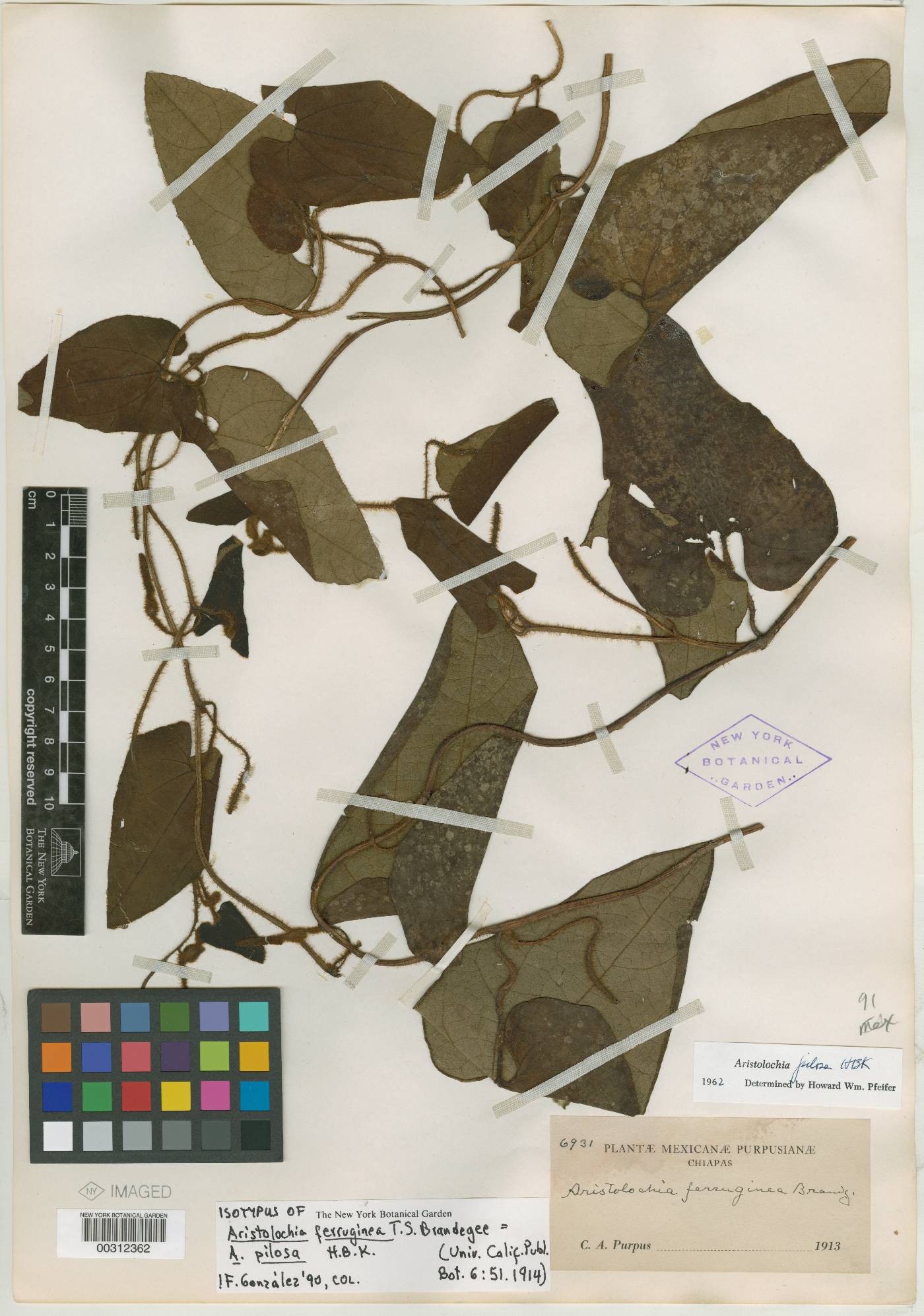 Aristolochia pilosa image