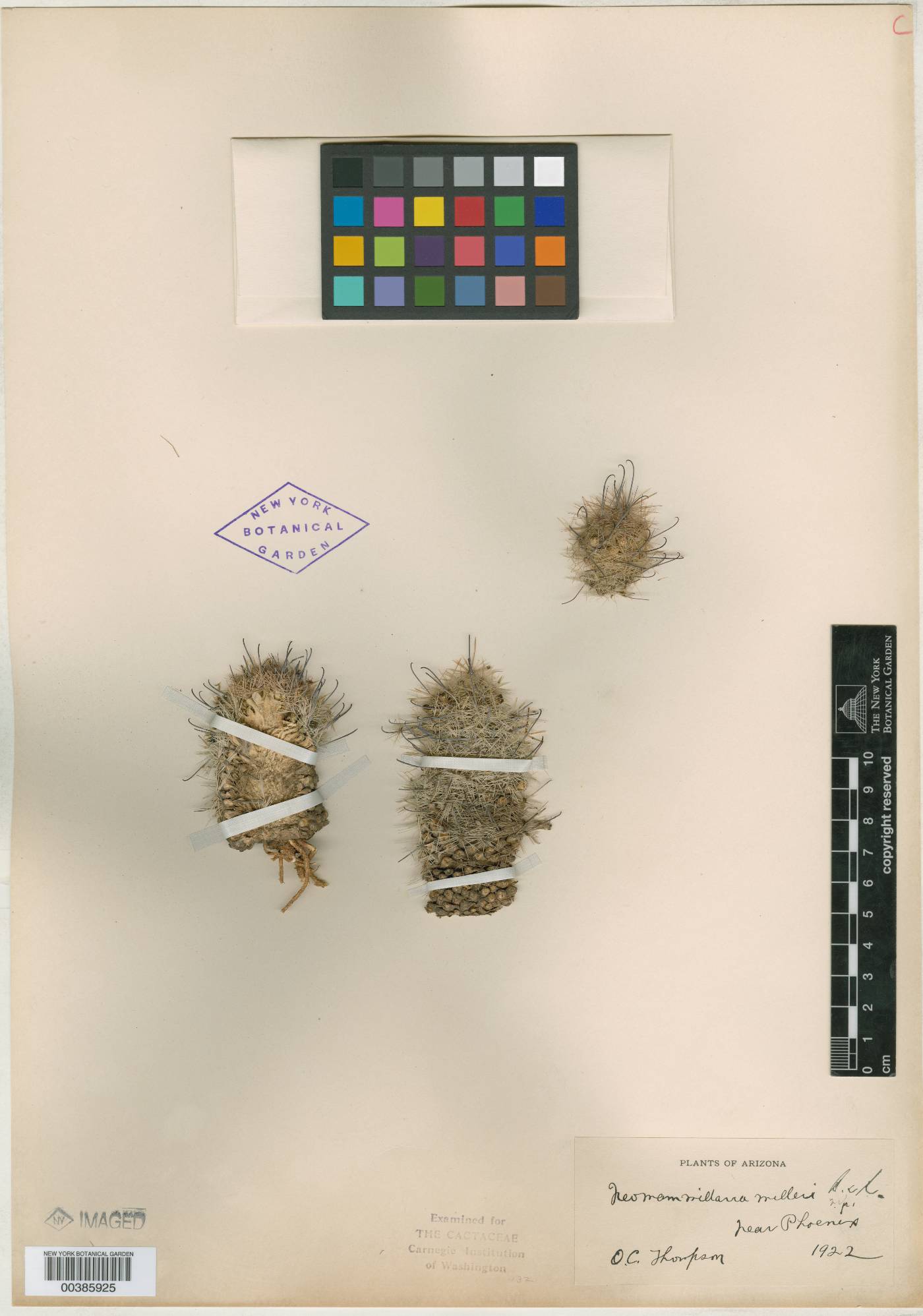 Neomammillaria milleri image