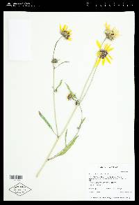 Helianthus anomalus image