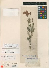 Mandevilla hypoleuca image