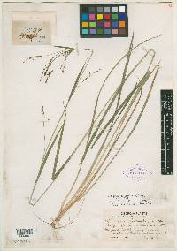 Scirpus lineatus image