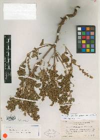 Phacelia peirsoniana image