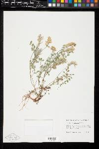 Astragalus villosus image