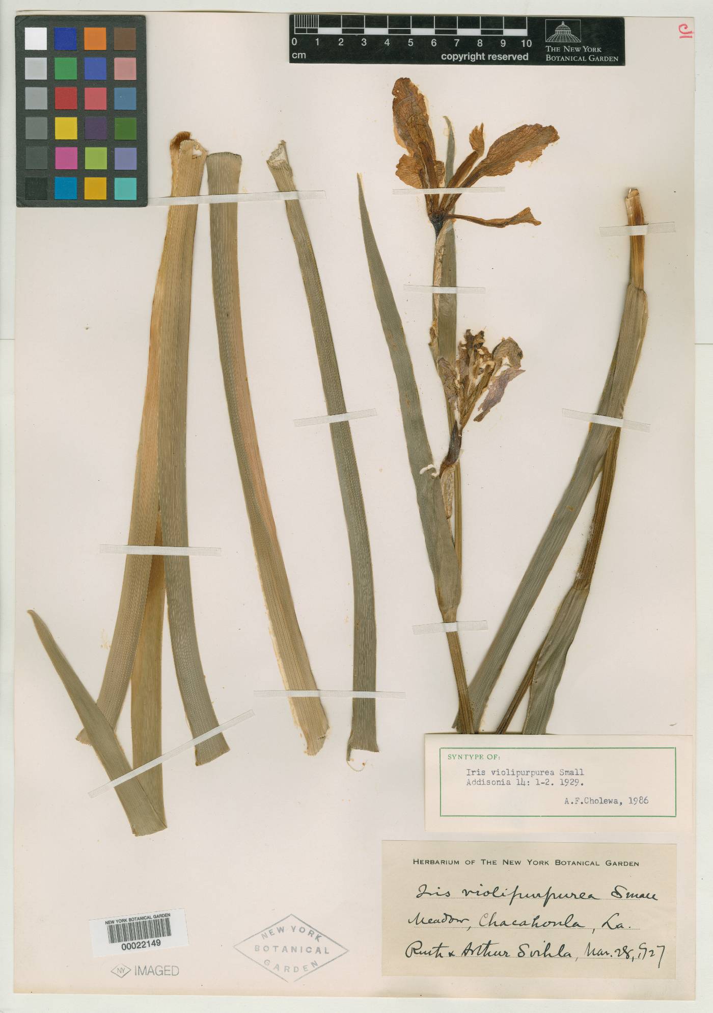 Iris violipurpurea image
