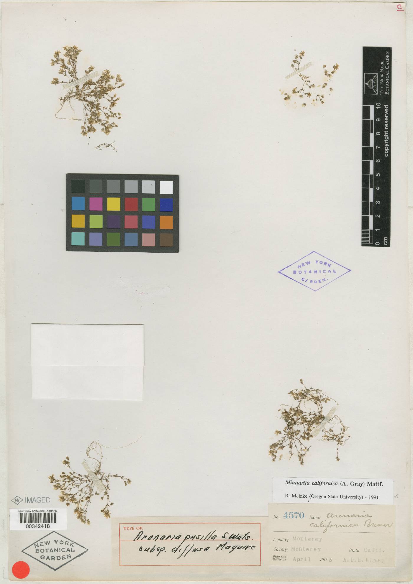 Sabulina californica image