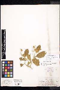 Solanum pumilum image
