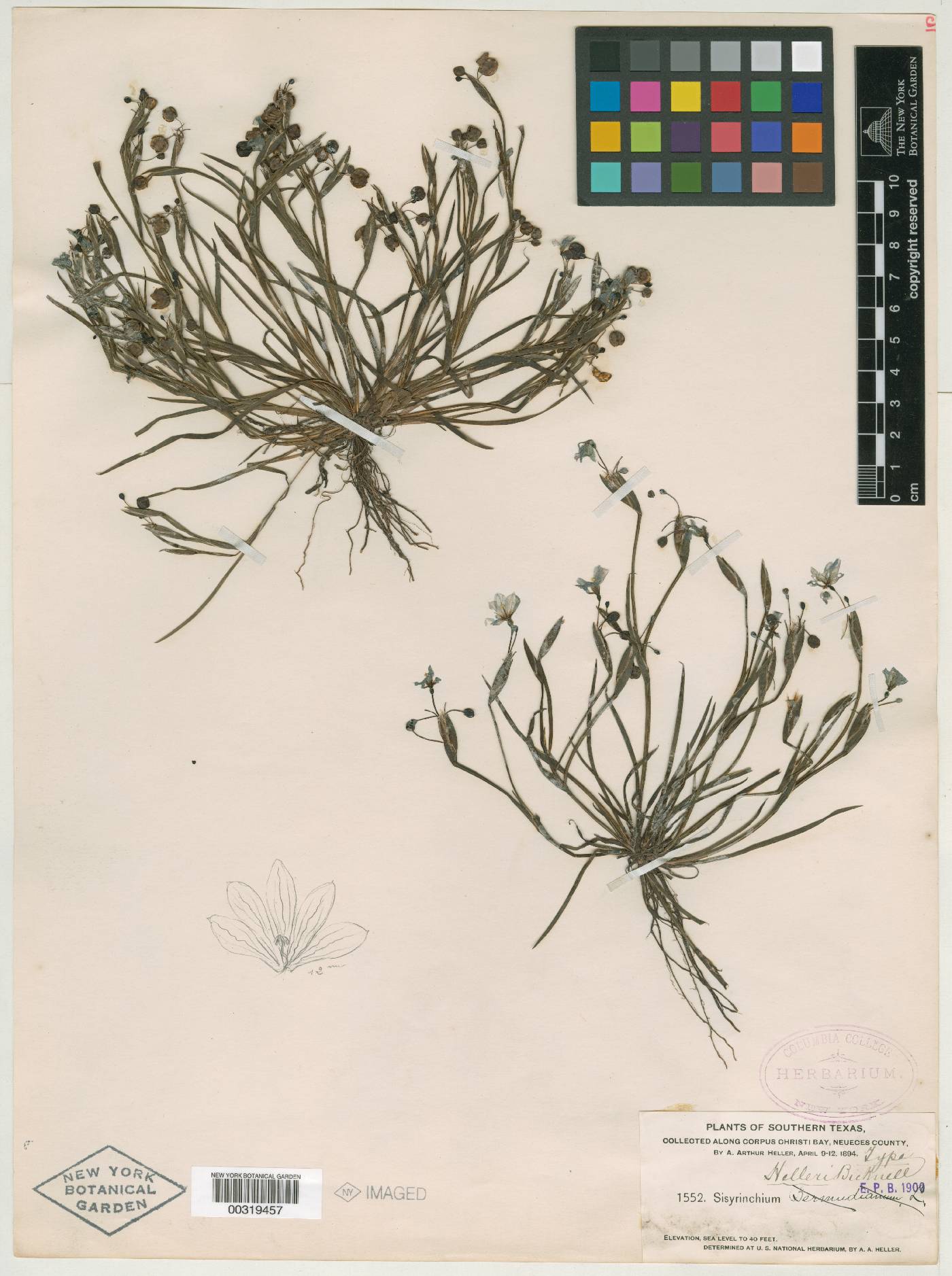 Sisyrinchium helleri image