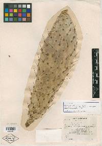 Opuntia engelmannii var. linguiformis image