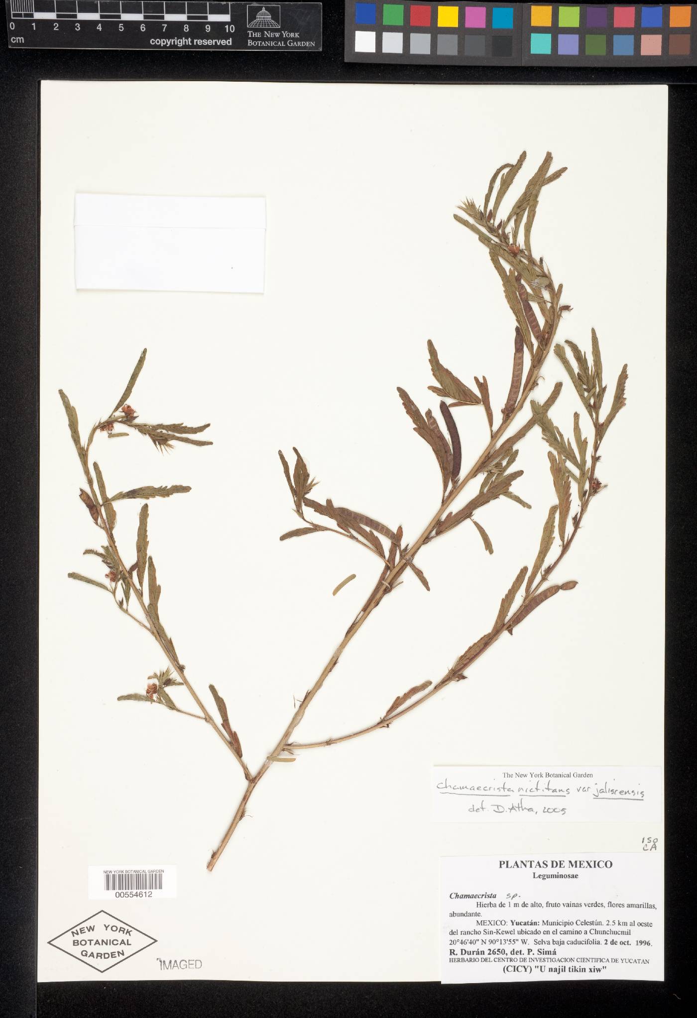 Chamaecrista nictitans var. jaliscensis image