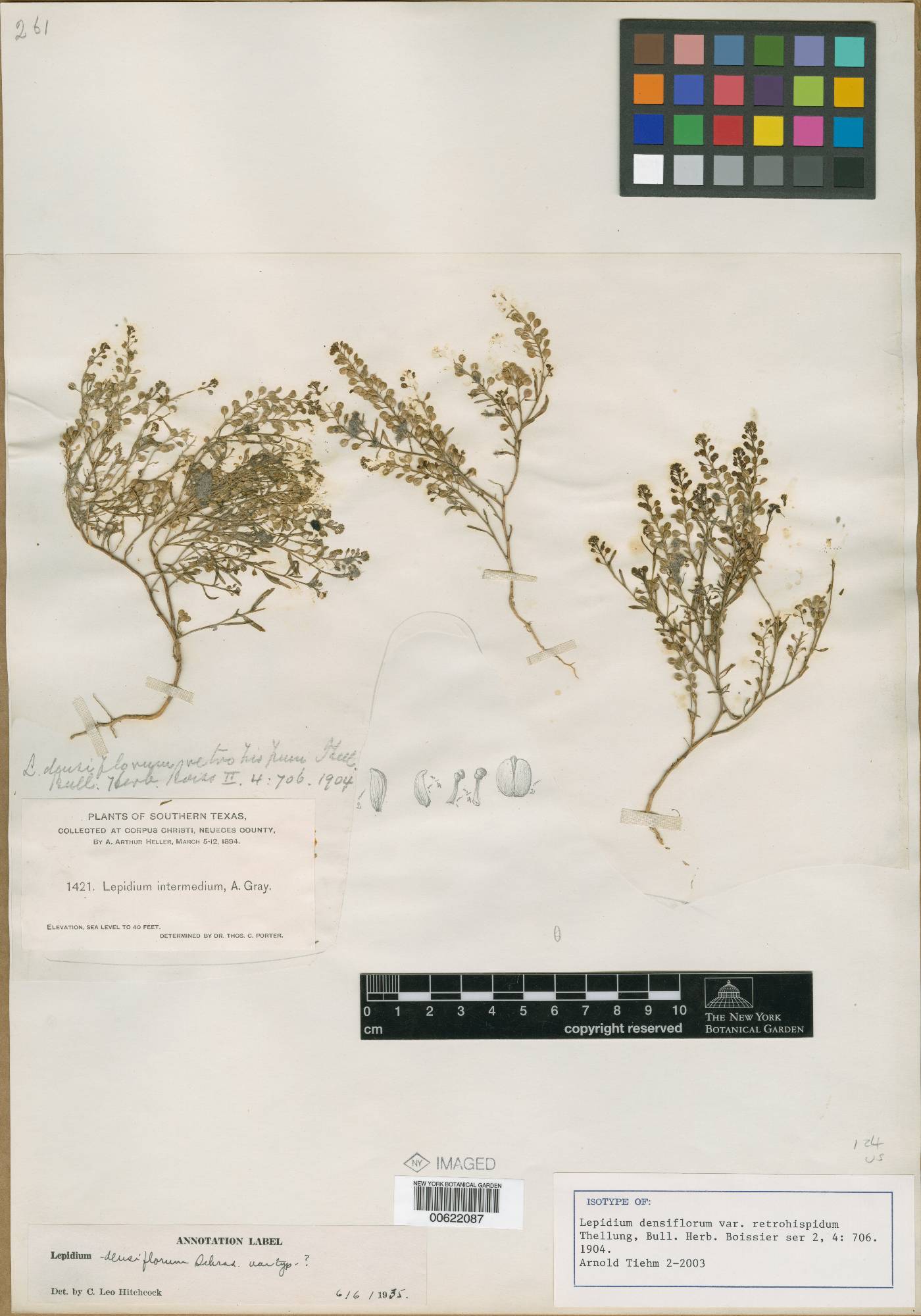 Lepidium densiflorum var. retrohispidum image