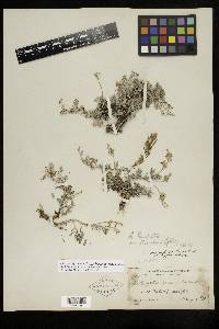 Astragalus humistratus var. hosackiae image