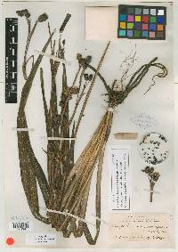 Sisyrinchium macrophyllum image