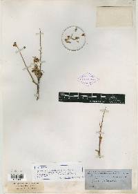 Spiraea millefolium image