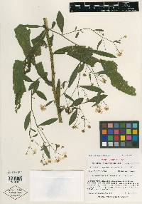 Boltonia apalachicolensis image