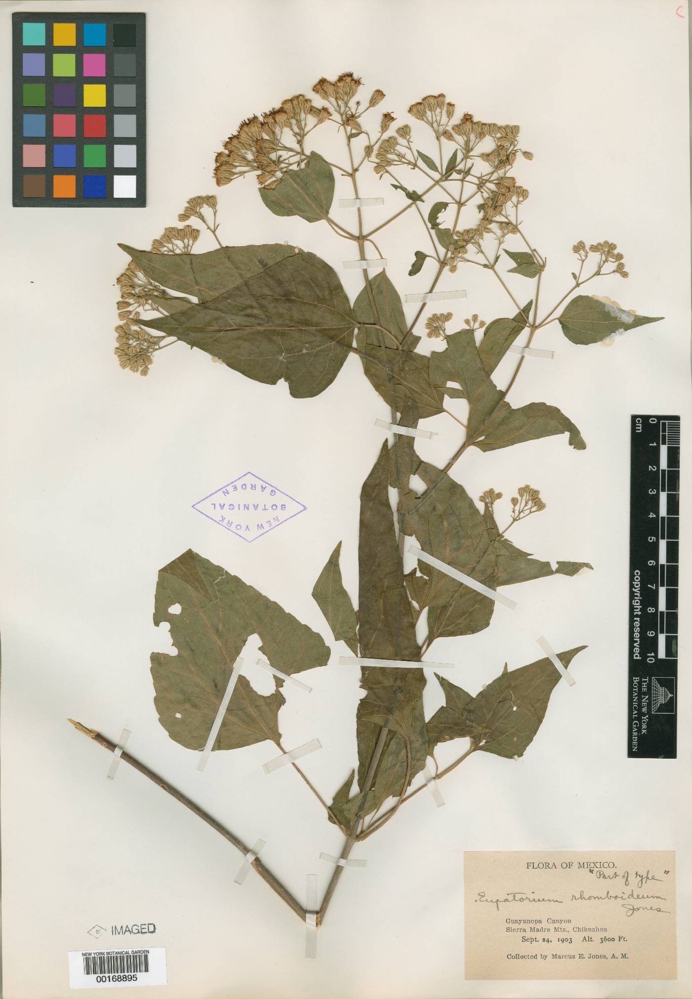 Ageratina rhomboidea image