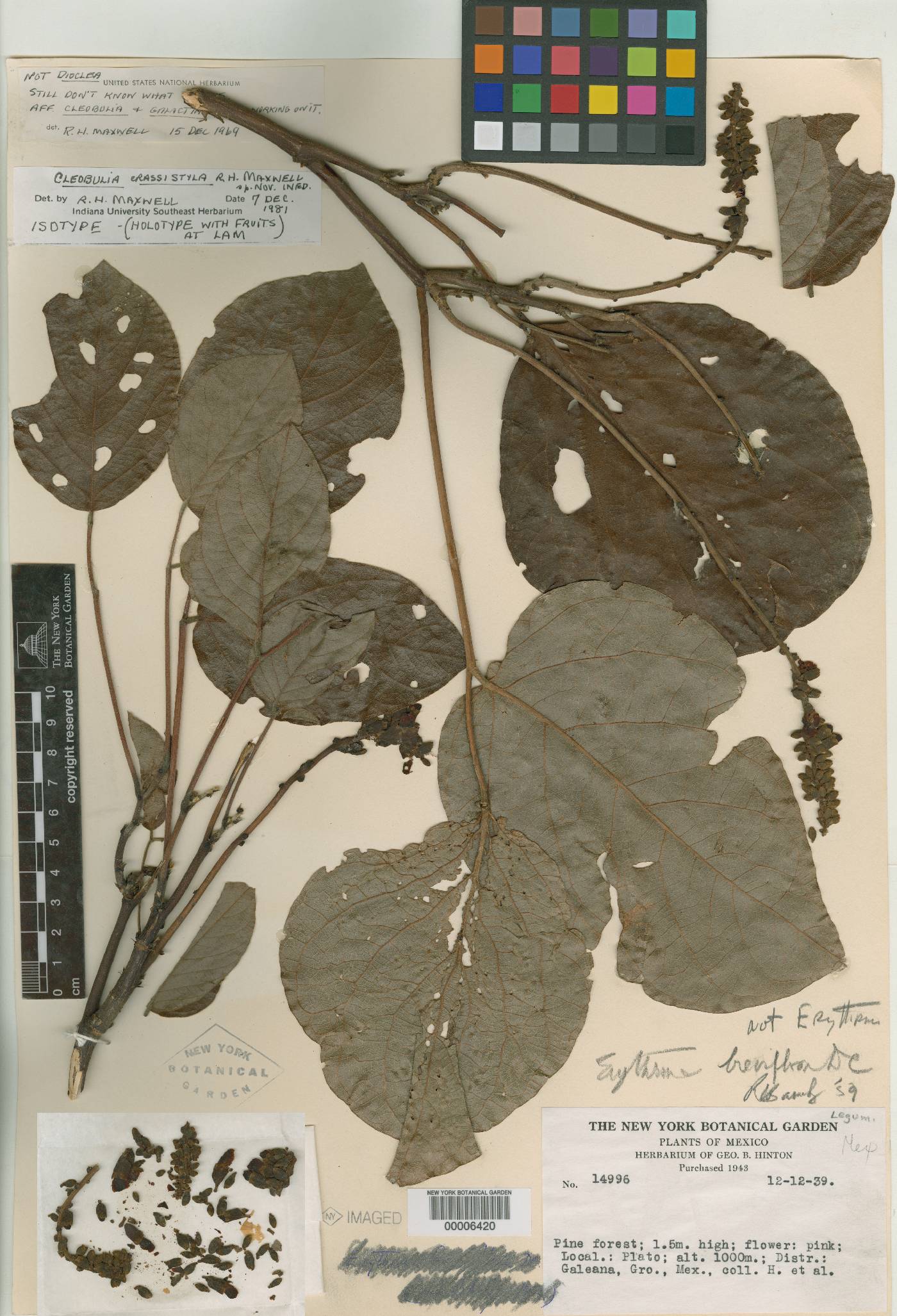 Cleobulia crassistyla image