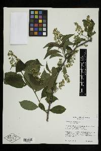 Celastrus scandens image