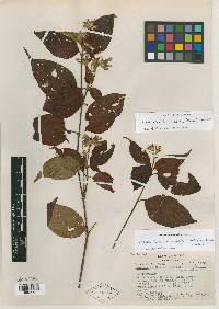 Rondeletia mexiae image