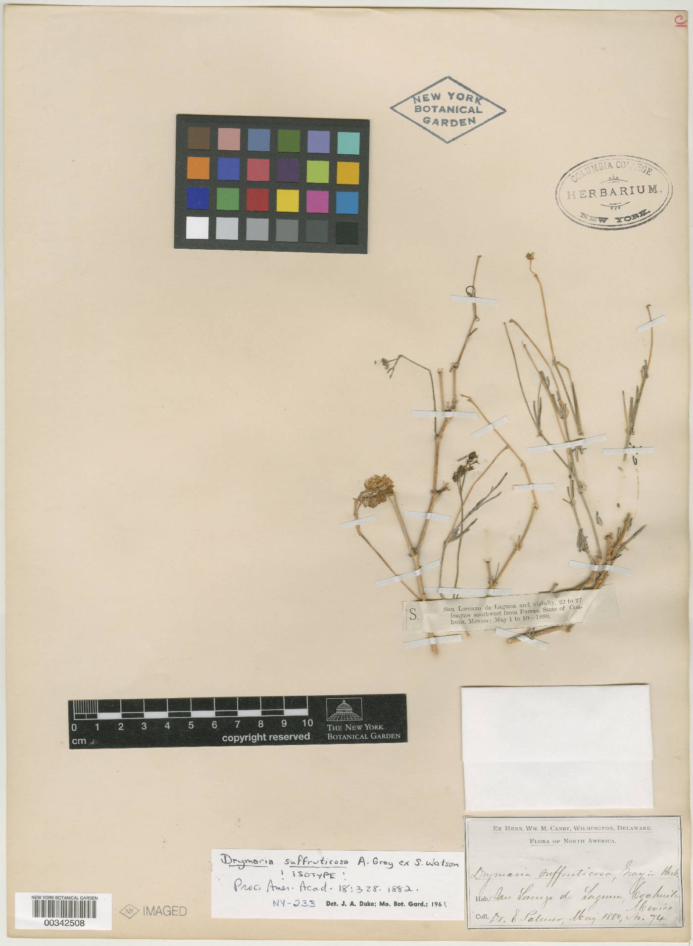 Drymaria suffruticosa image