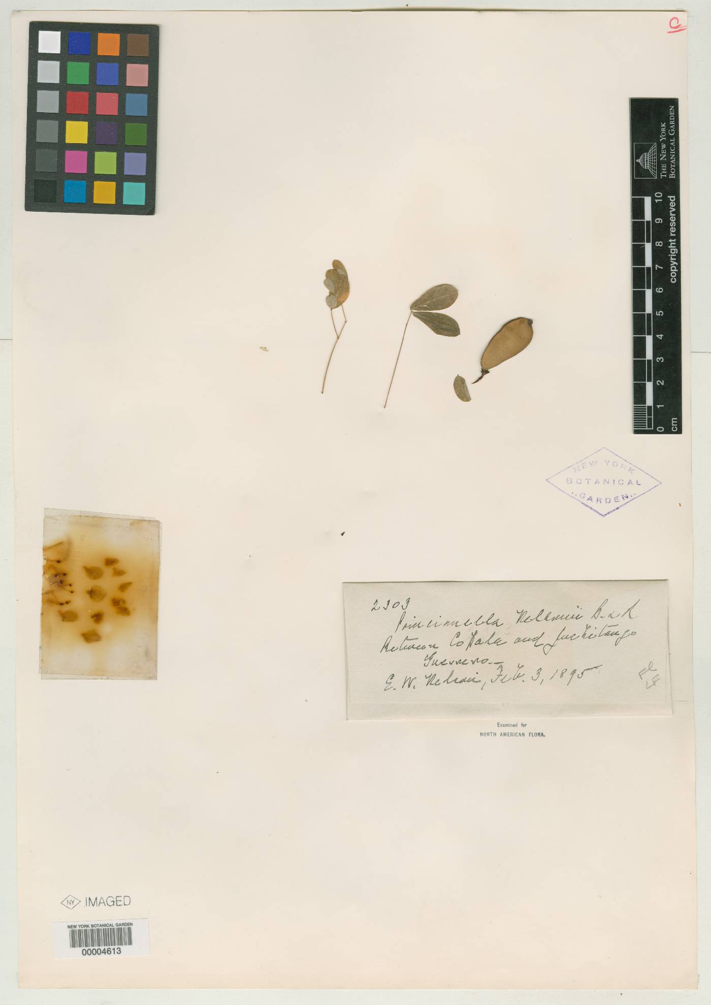 Caesalpinia nelsonii image