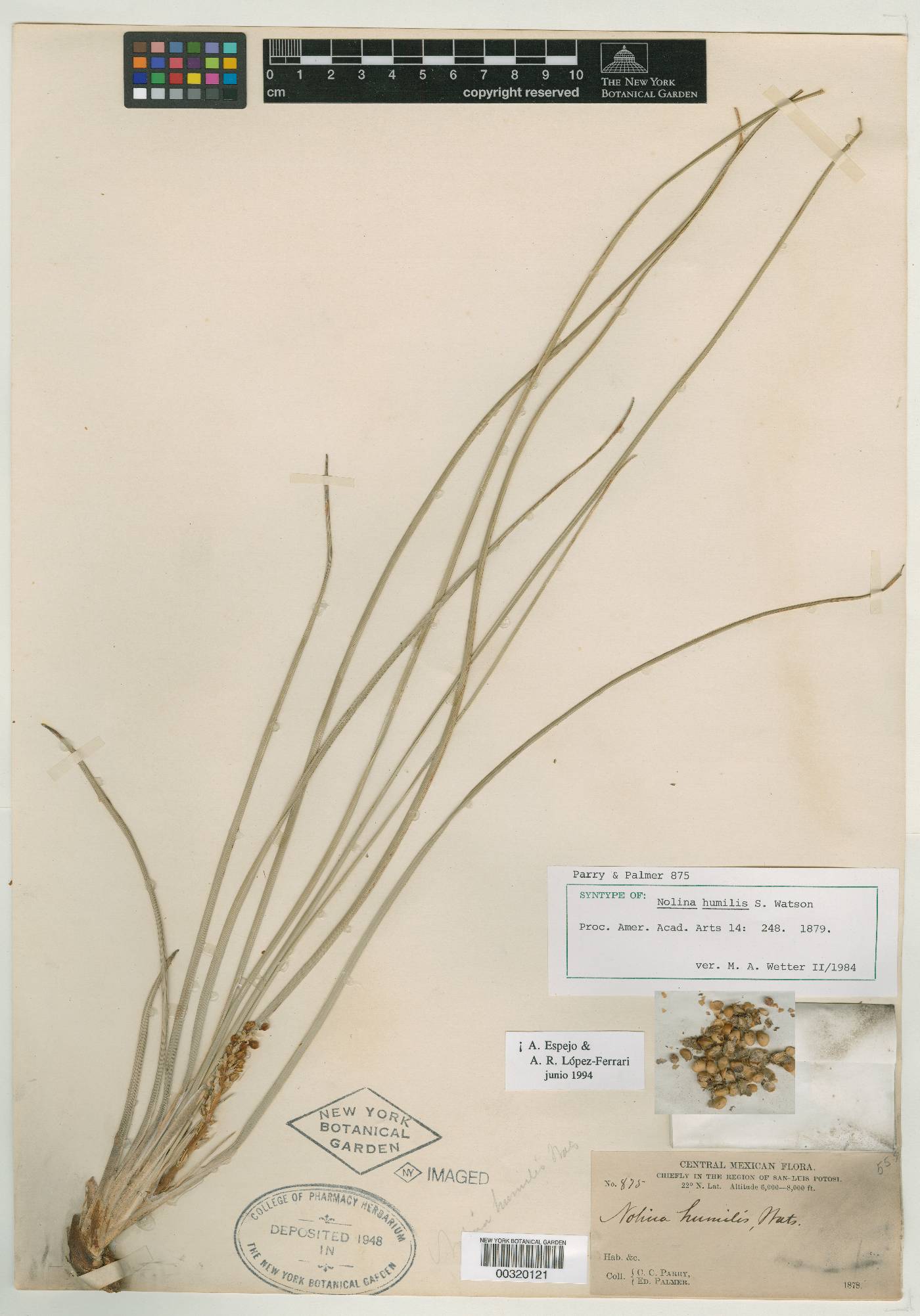 Nolina humilis image