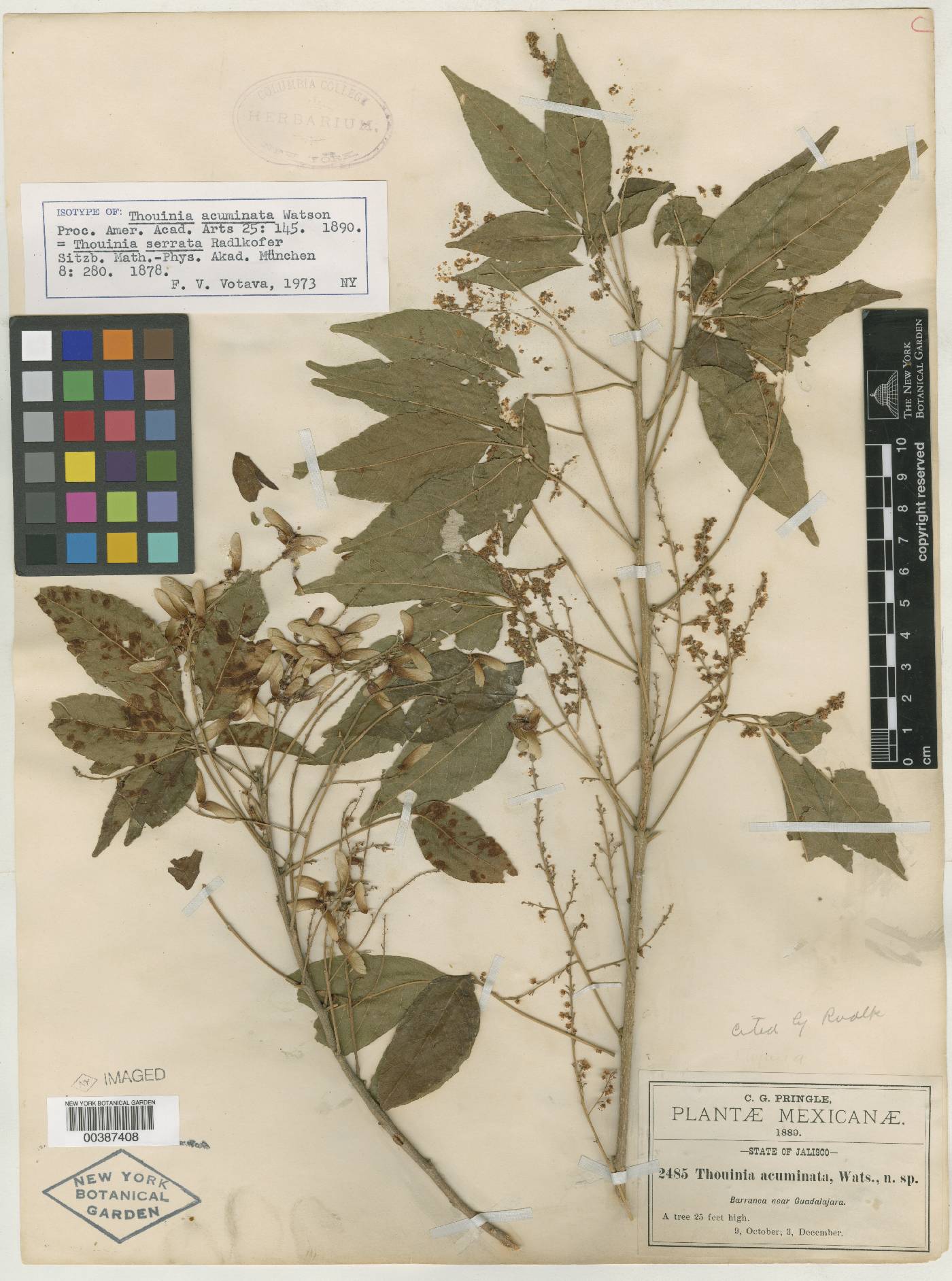 Thouinia acuminata image