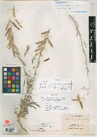 Arabis glaucovalvula image