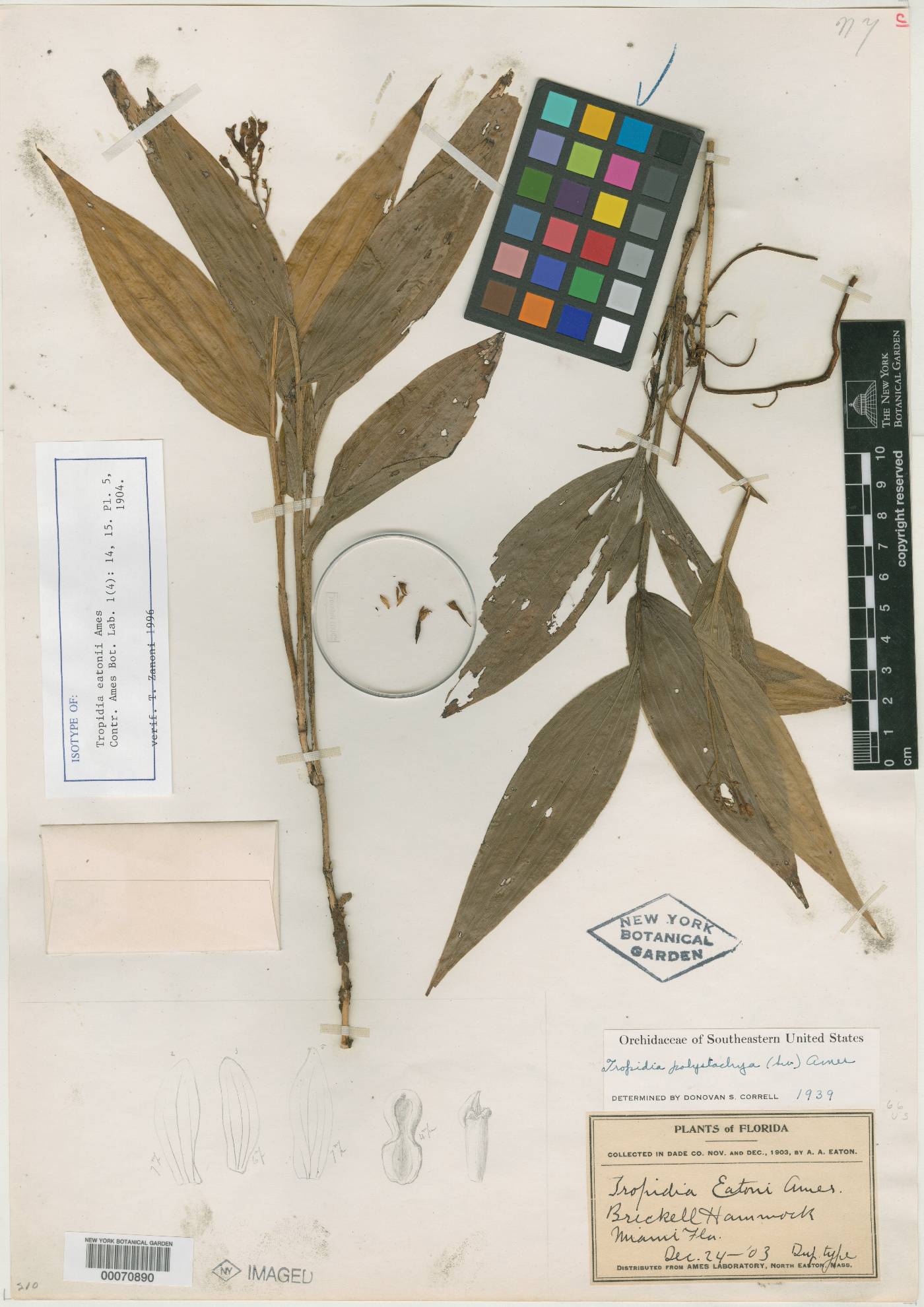 Tropidia polystachya image