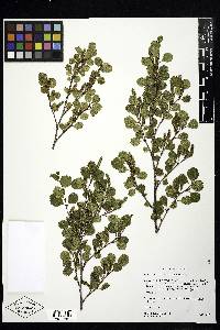 Betula glandulosa var. glandulosa image