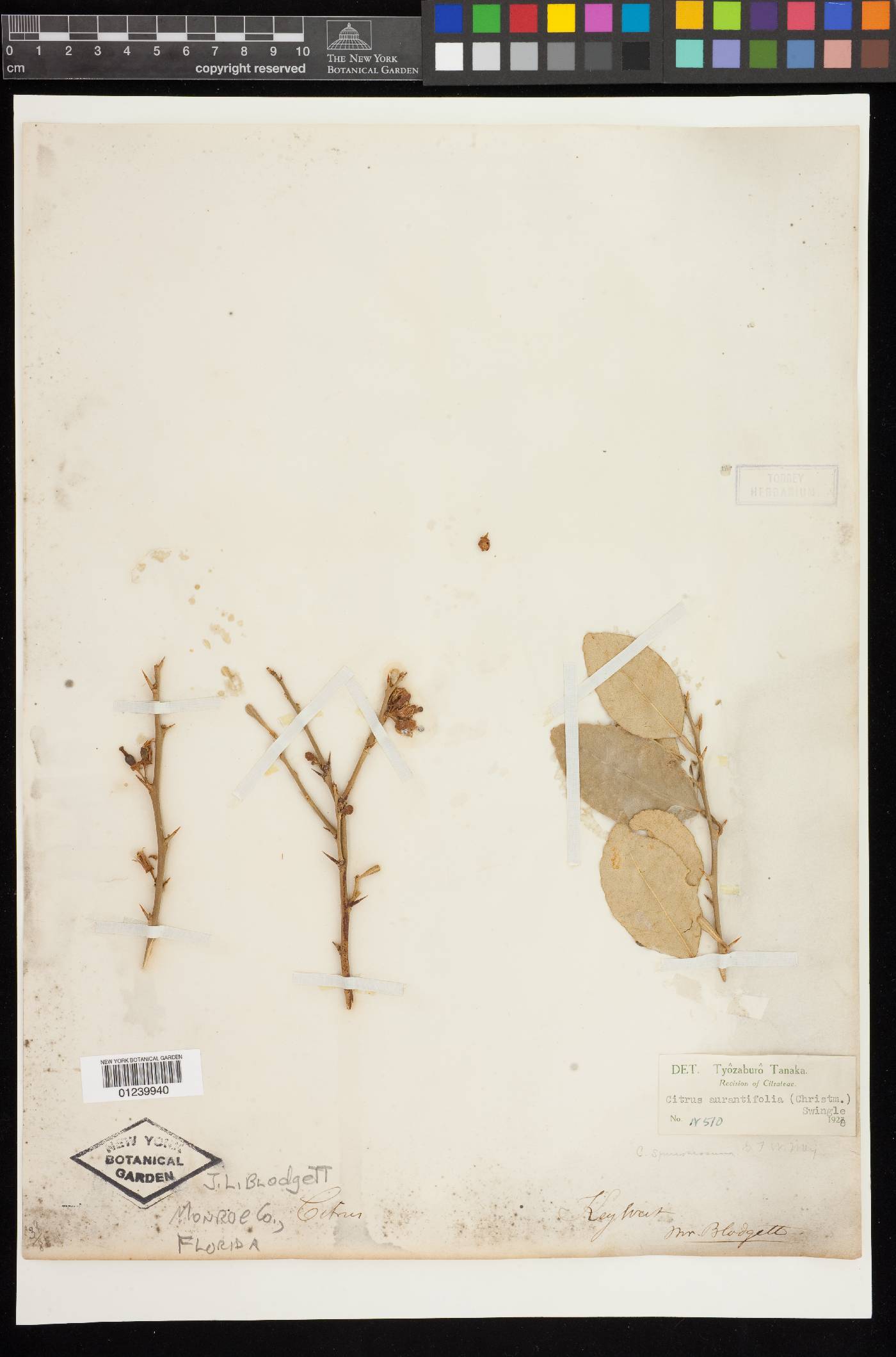 Citrus x aurantiifolia image