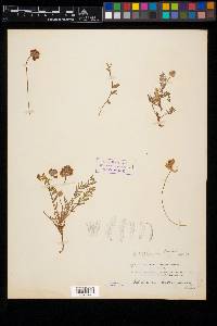 Astragalus lotiflorus image