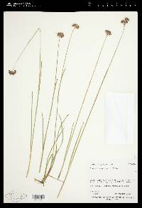 Juncus longistylis image