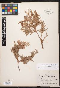 Thuja occidentalis image