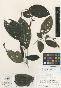 Media resource of Uroskinnera almedae