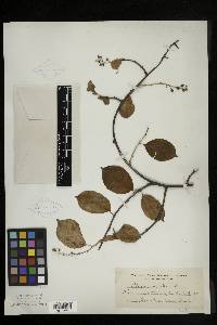 Celastrus scandens image