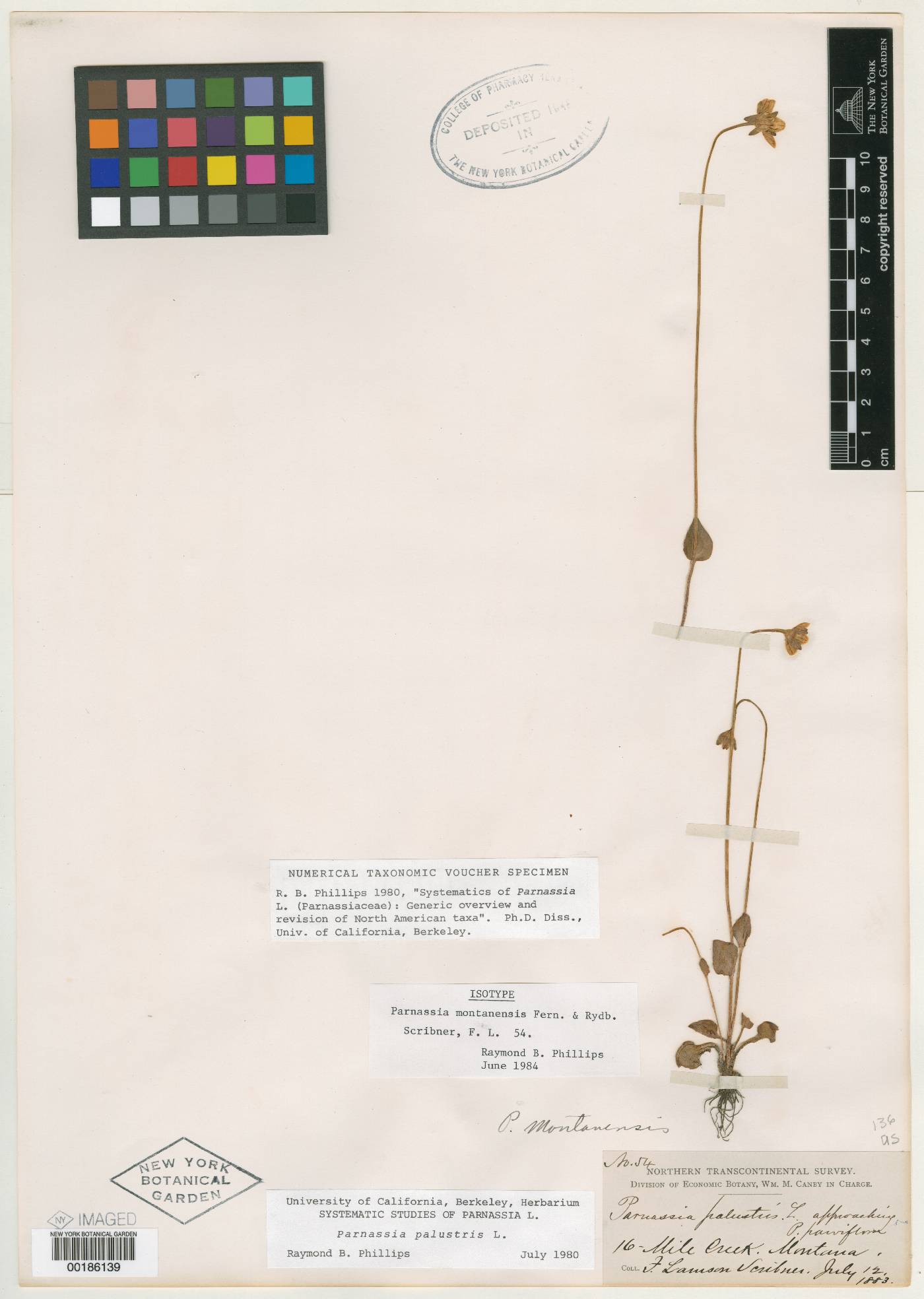 Parnassia palustris var. palustris image