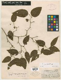 Smilax rotundifolia var. crenulata image