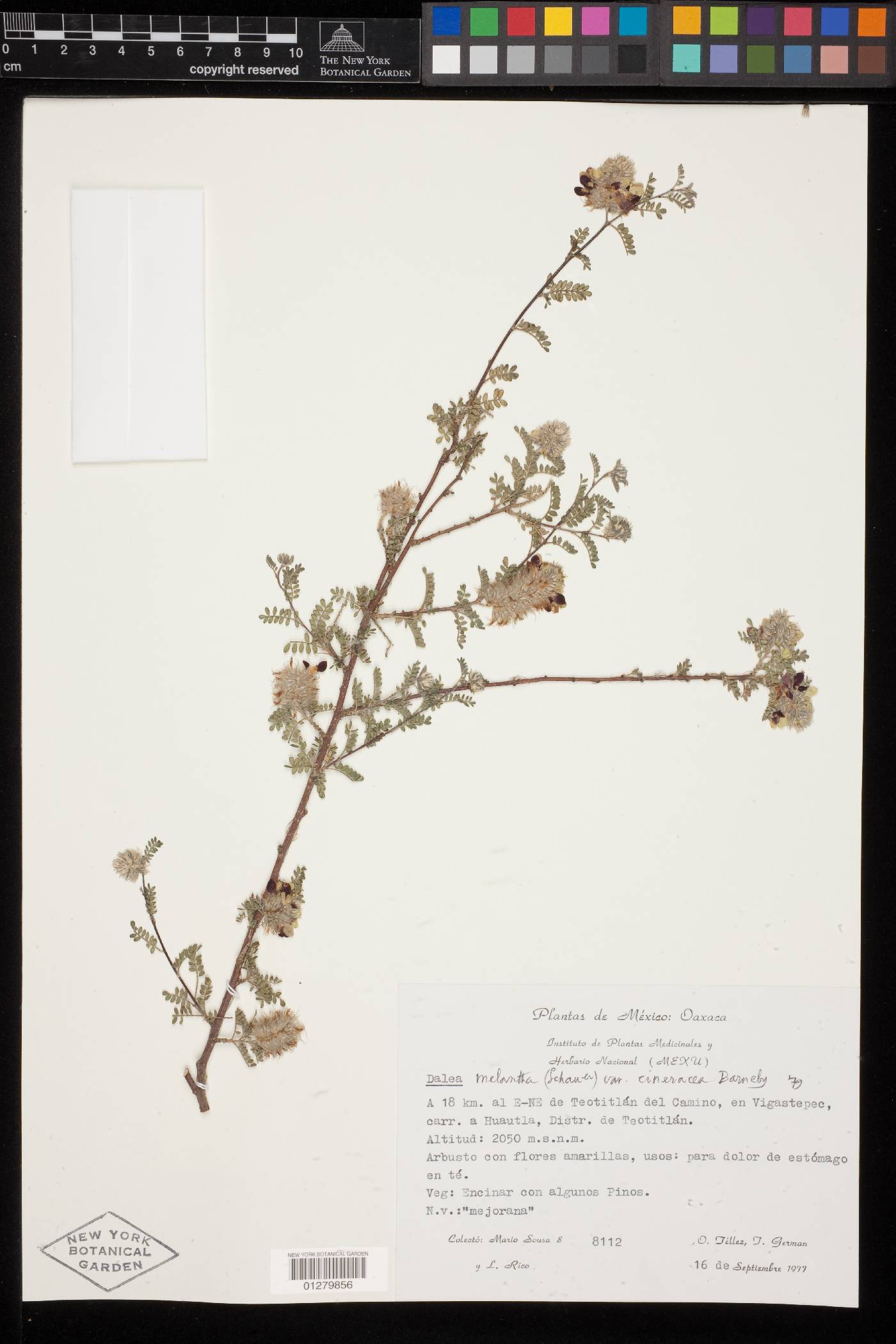 Dalea melantha var. cineracea image