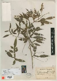 Serjania pterarthra image