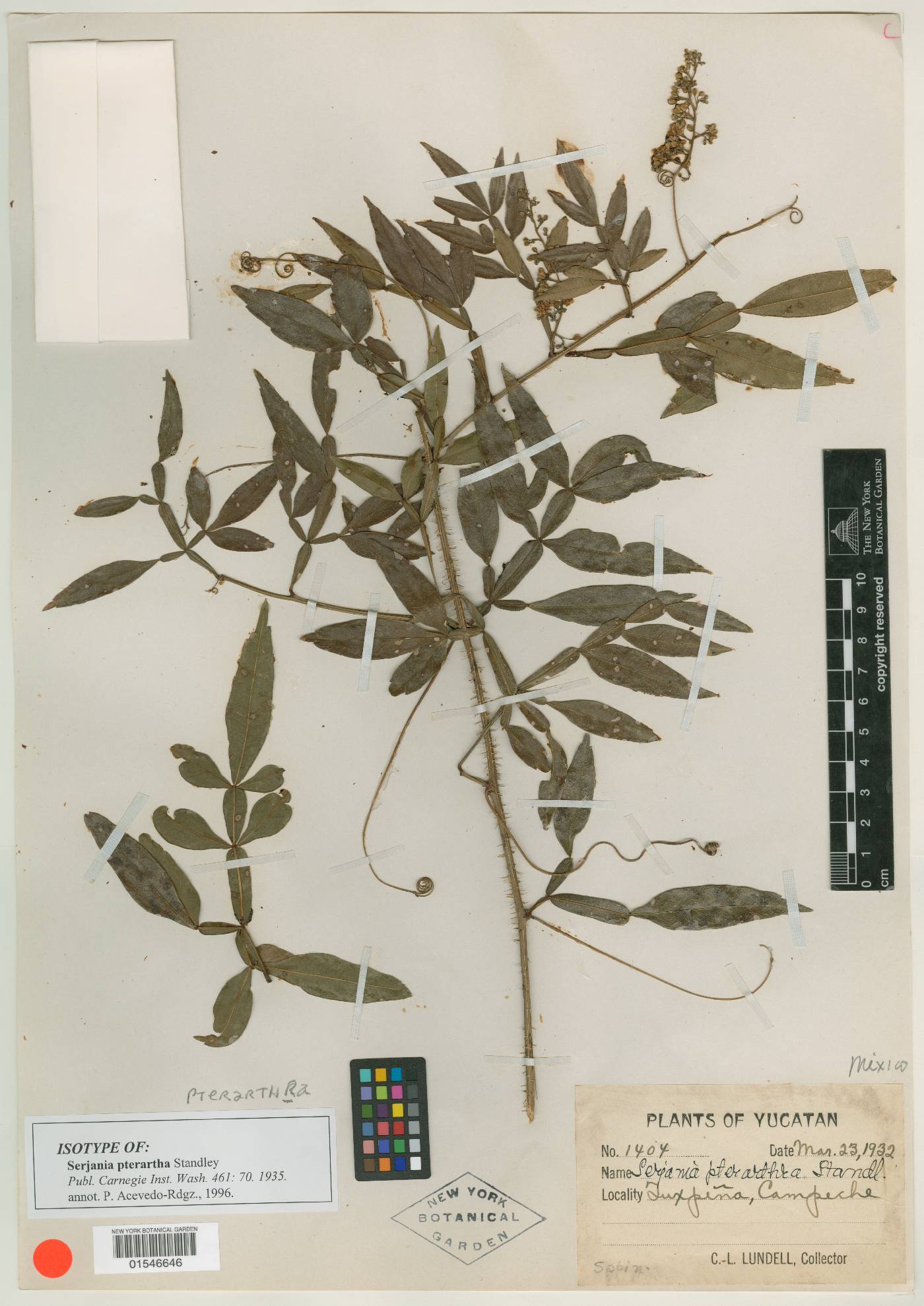 Serjania pterarthra image