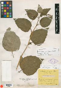 Centropogon cordifolius image