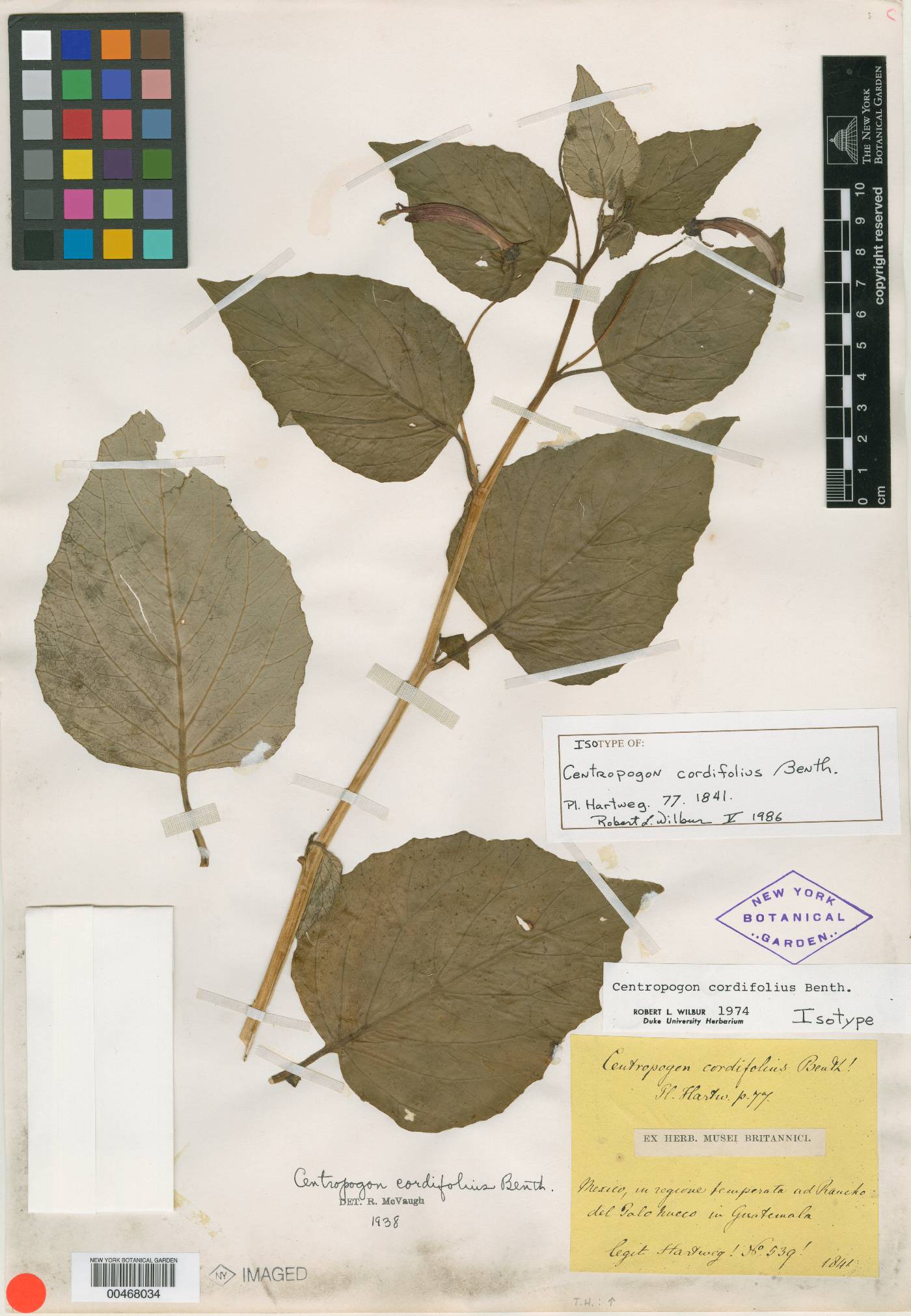 Centropogon cordifolius image