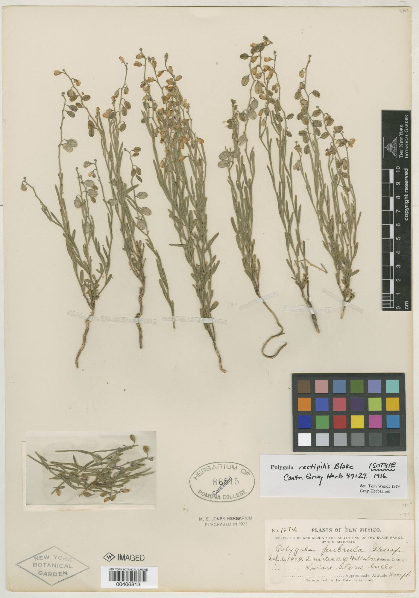 Polygala rectipilis image