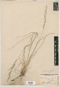 Muhlenbergia montana image