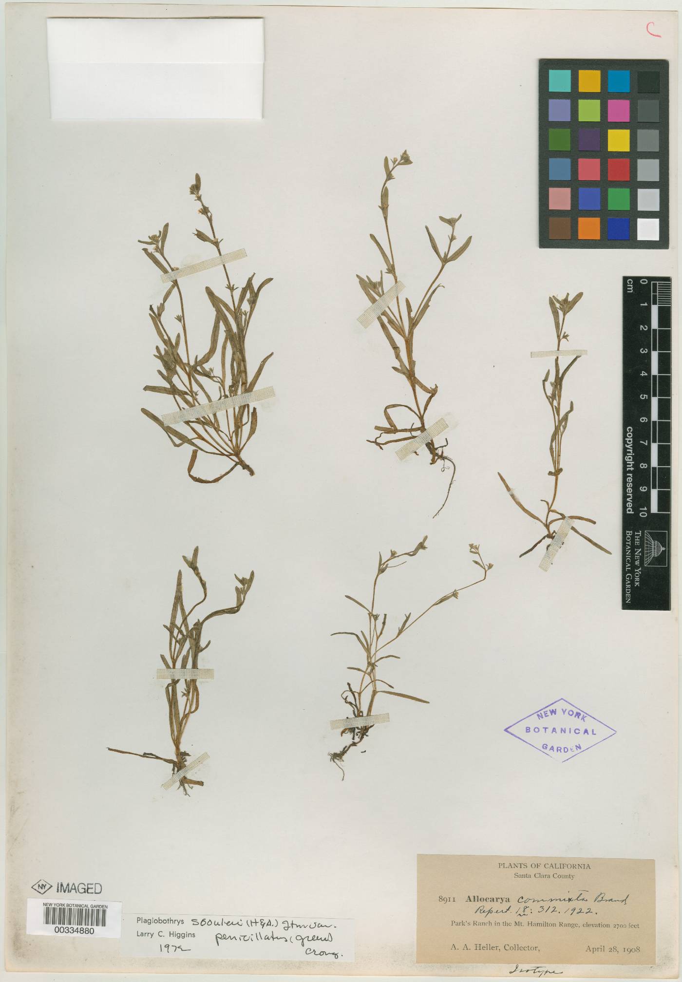 Allocarya commixta image
